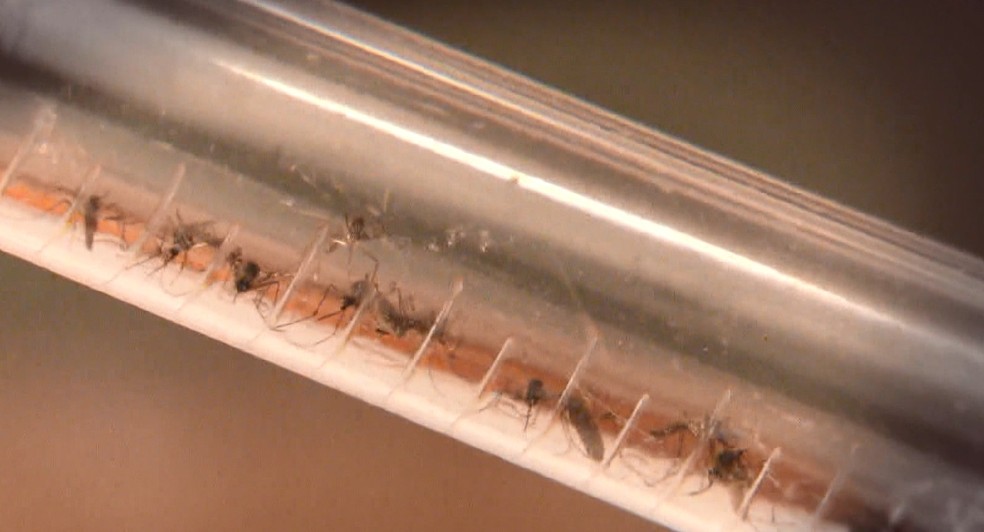 Casos de dengue sobem 23,8% no primeiro semestre de 2020, em Ribeirão Preto, SP
